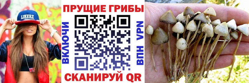 как найти закладки  Чаплыгин  Галлюциногенные грибы Cubensis 